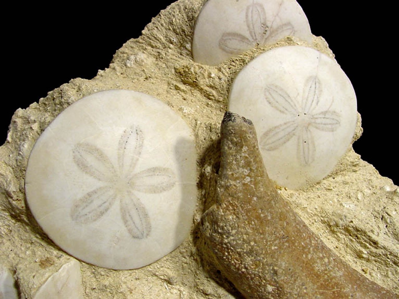 Beyond Borders: The Sand Dollar’s Odyssey from Domestic to Global Finance