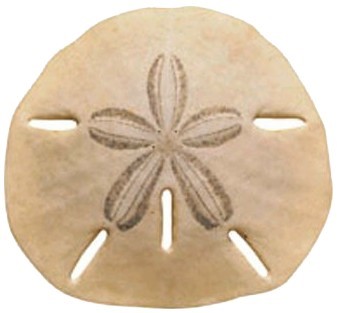 From QR Codes to Batch Transactions: Decoding the History of Sand Dollar